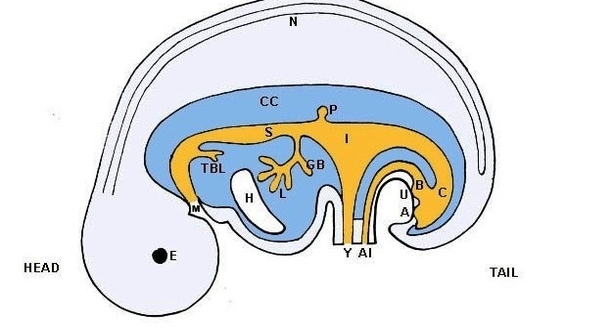 embryo anatomy