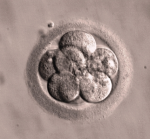 embryo cells