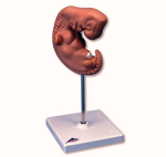 embryo times life size