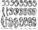 embryology constructing the organism