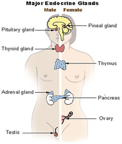 endocrine system diagram