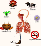 envrionmental allergy and asthma diagram