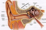 external ear anatomy