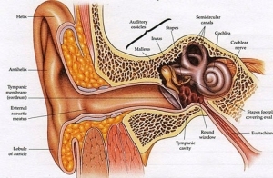 external ear anatomy | Anatomy System - Human Body Anatomy diagram and