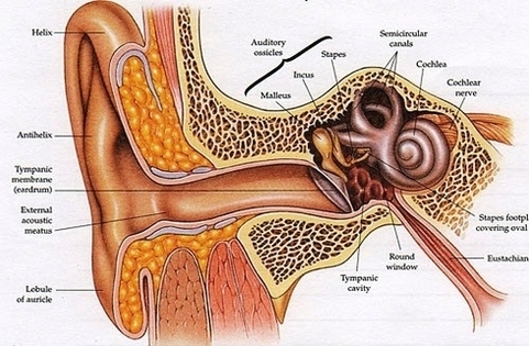external ear anatomy