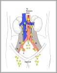 external iliac