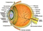 eye anatomy