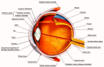 eye anatomy label