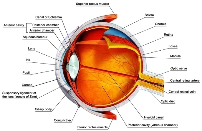 eye anatomy label