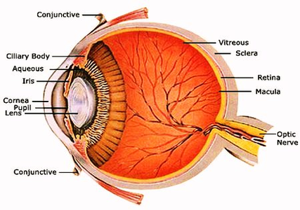 eye anatomy