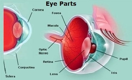 eye parts