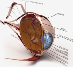 eye section first abee ca ab cdceacbbalarge