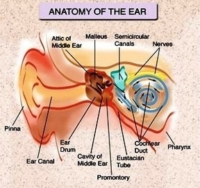 f ear anatomy