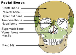facial bones diagram