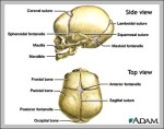 facts about the skeletal system