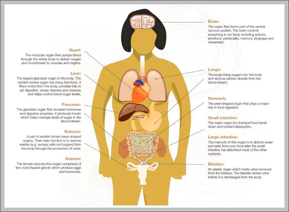female anatomy diagram for kids