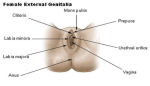 female genitalia diagram