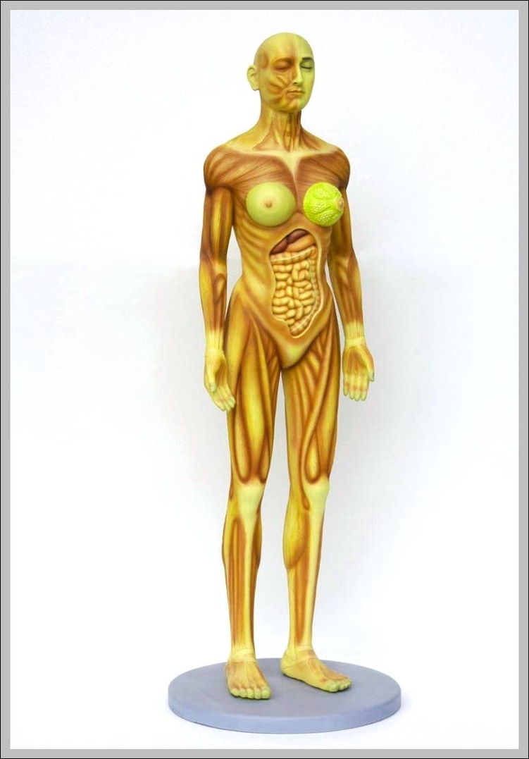 female human anatomy 744x1116