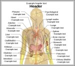 female human anatomy organs diagram 2