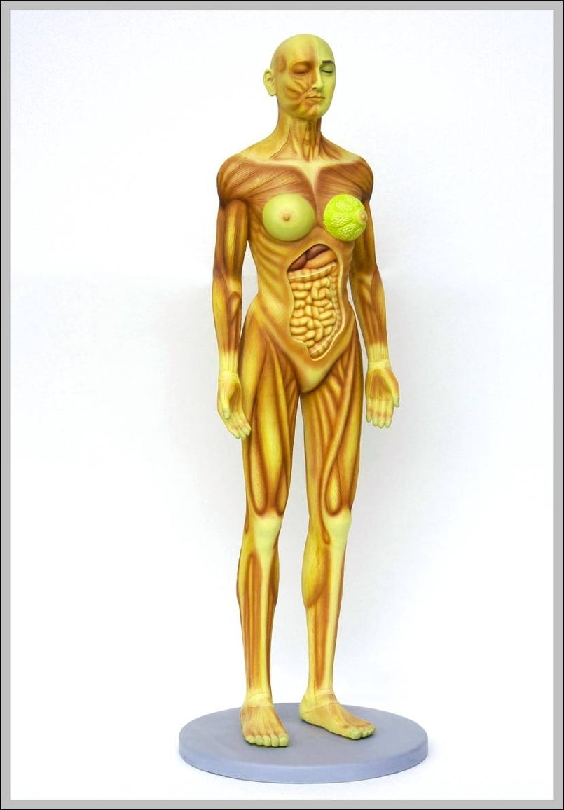 female human anatomy