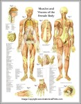 female muscle anatomy chart