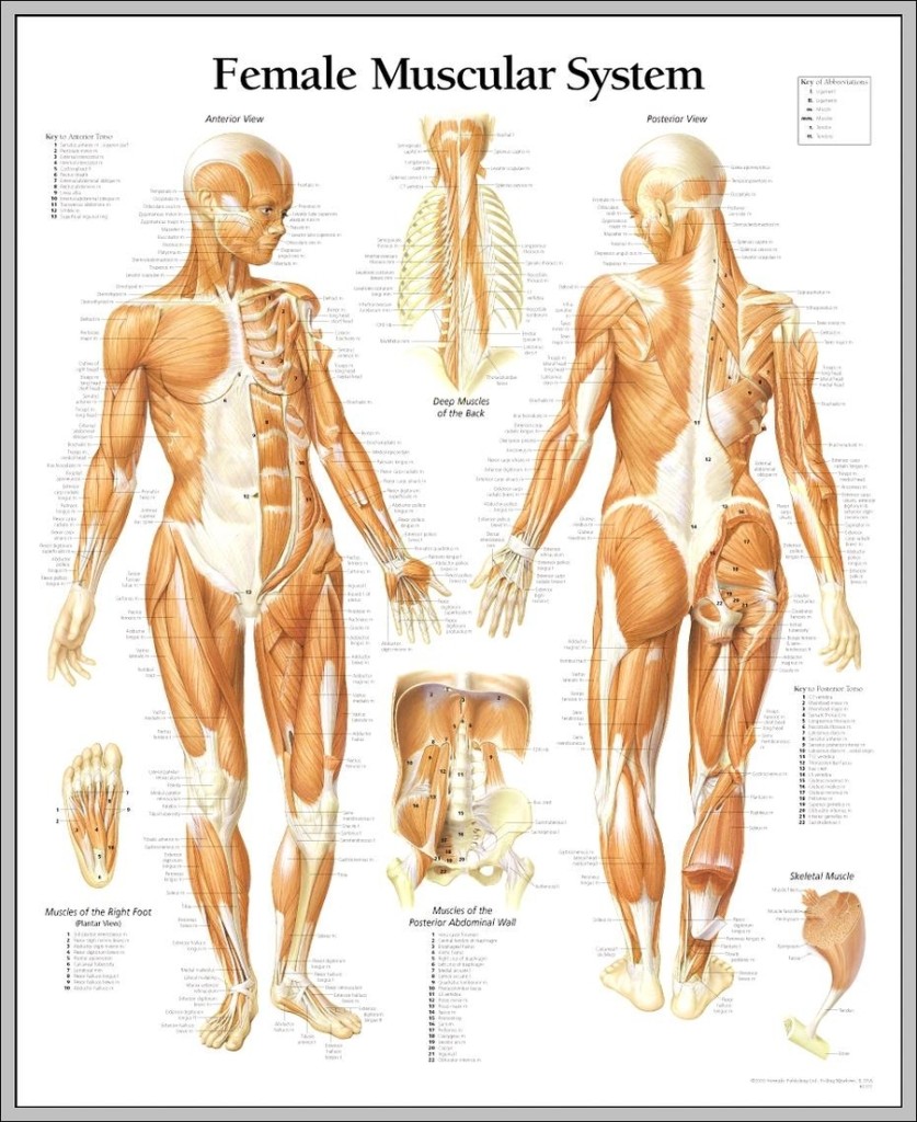 female muscle anatomy diagram