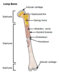 final long bone diagram