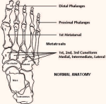 foot anatomy