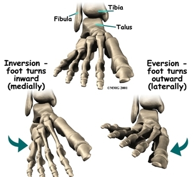 foot anatomy bones