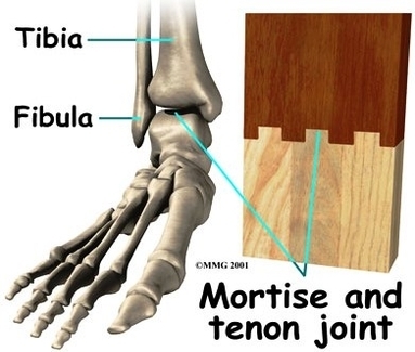 foot anatomy bones1