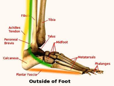 foot ankle lateralview diagram