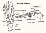 foot bones diagram