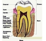 foot canal tooth photos