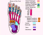 foot diagram with labels