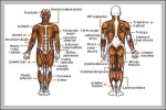 fossa anatomy