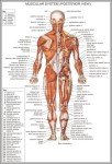 free anatomy charts 744x1140