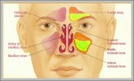 frontal sinus