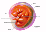 frozen embryos produce better