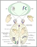 function of corpus callosum 744x985