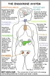 function of the endocrine system