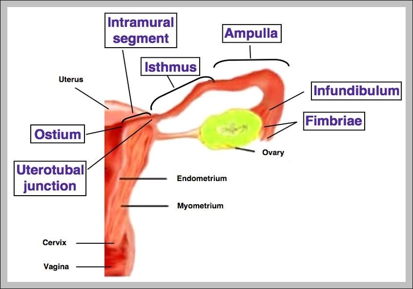 function of the fallopian tubes