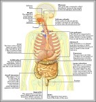 function of the gallbladder in the digestive system