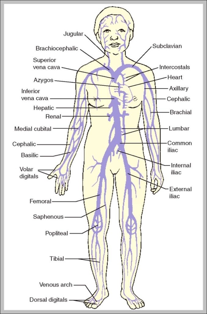 human-veins-anatomy