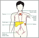 functions of the thymus gland