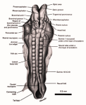 gasser anatomy