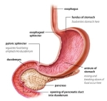 gastroparesis dia stomach