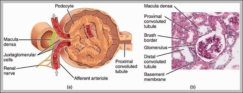 glomerulus Diagram