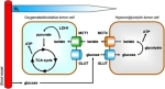 glycolysis tumor