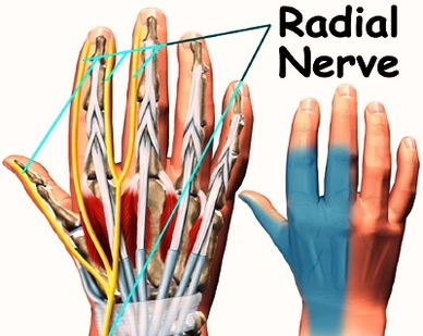 hand anatomy nerves
