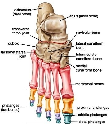 hand bone diagram